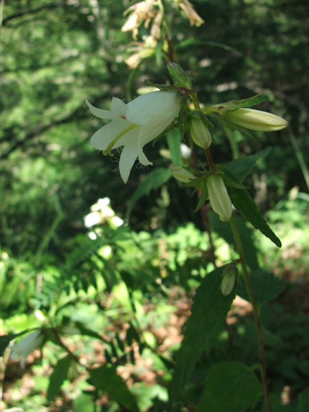 Campanula trachelium